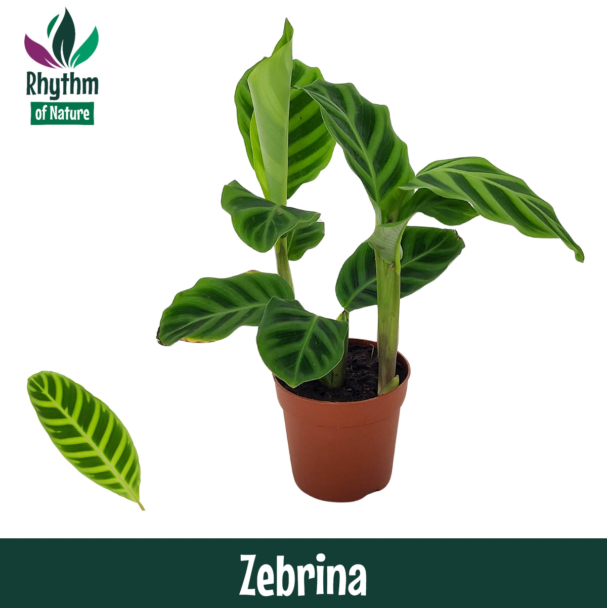 Calathea zebrina 15cm 7cm Pot