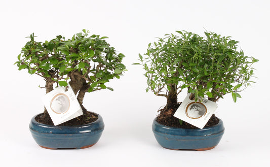 Bonsai mix 23cm 16cm Pot