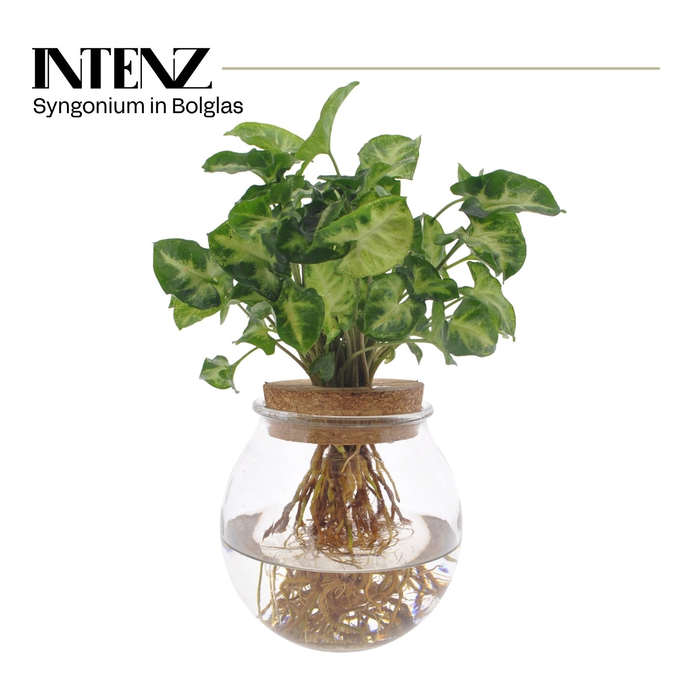 VDE plant BV Syngonium Arrow Pack of 3