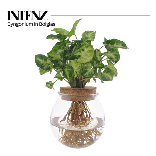 Syngonium Arrow 25cm 12cm Pot