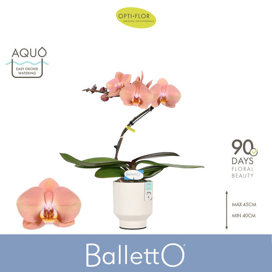 Phalaenopsis overig zalm 45cm 12cm Pot