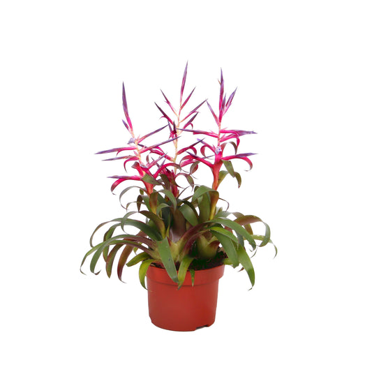 tillandsia-mora-30cm-12cm-pot