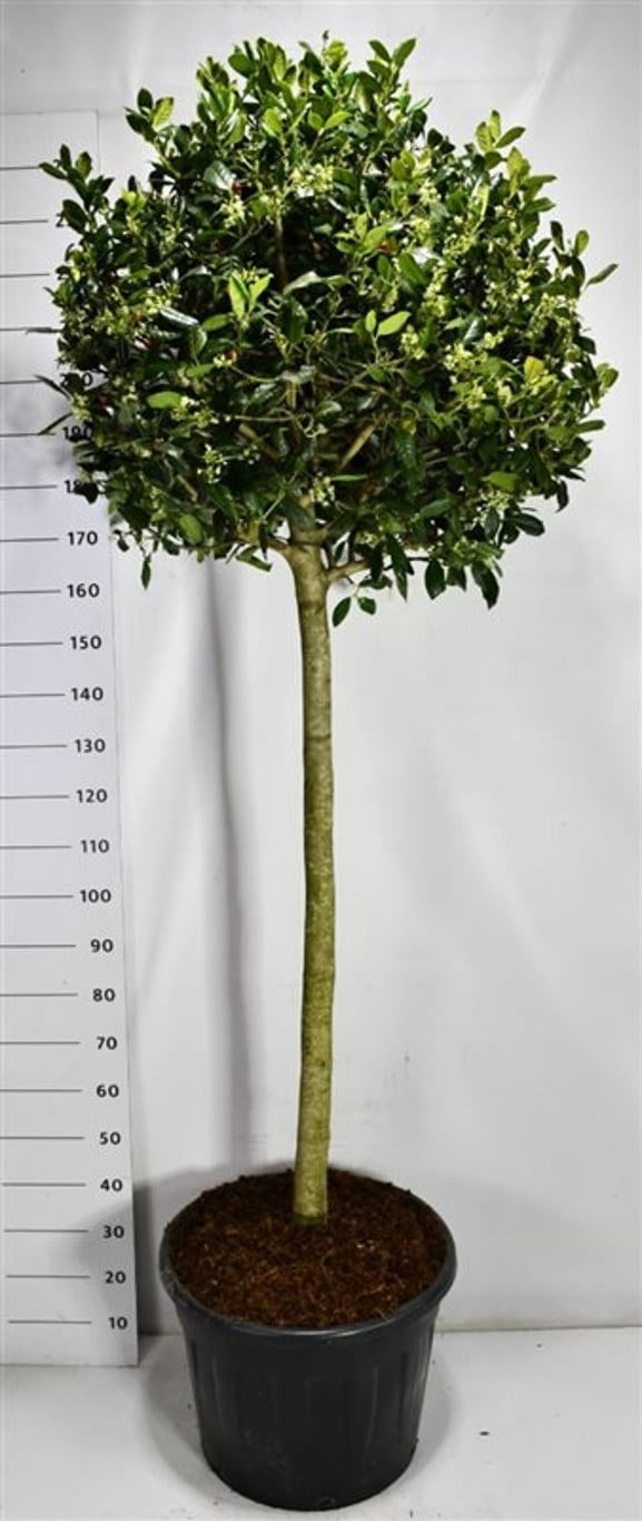 Ilex mix 250cm 55cm Pot