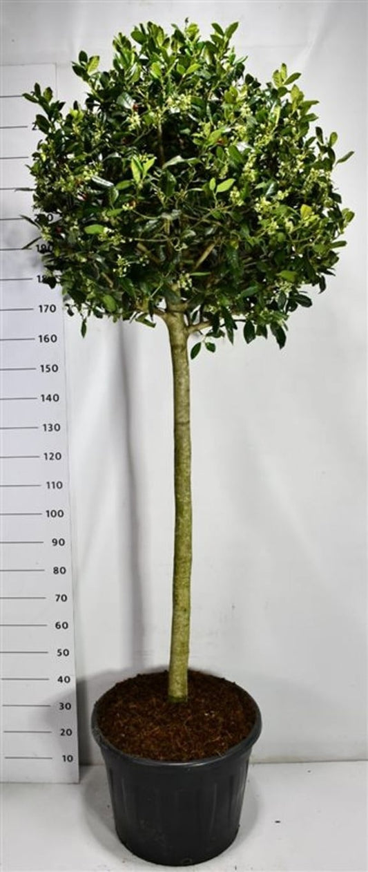 Ilex mix 250cm 55cm Pot