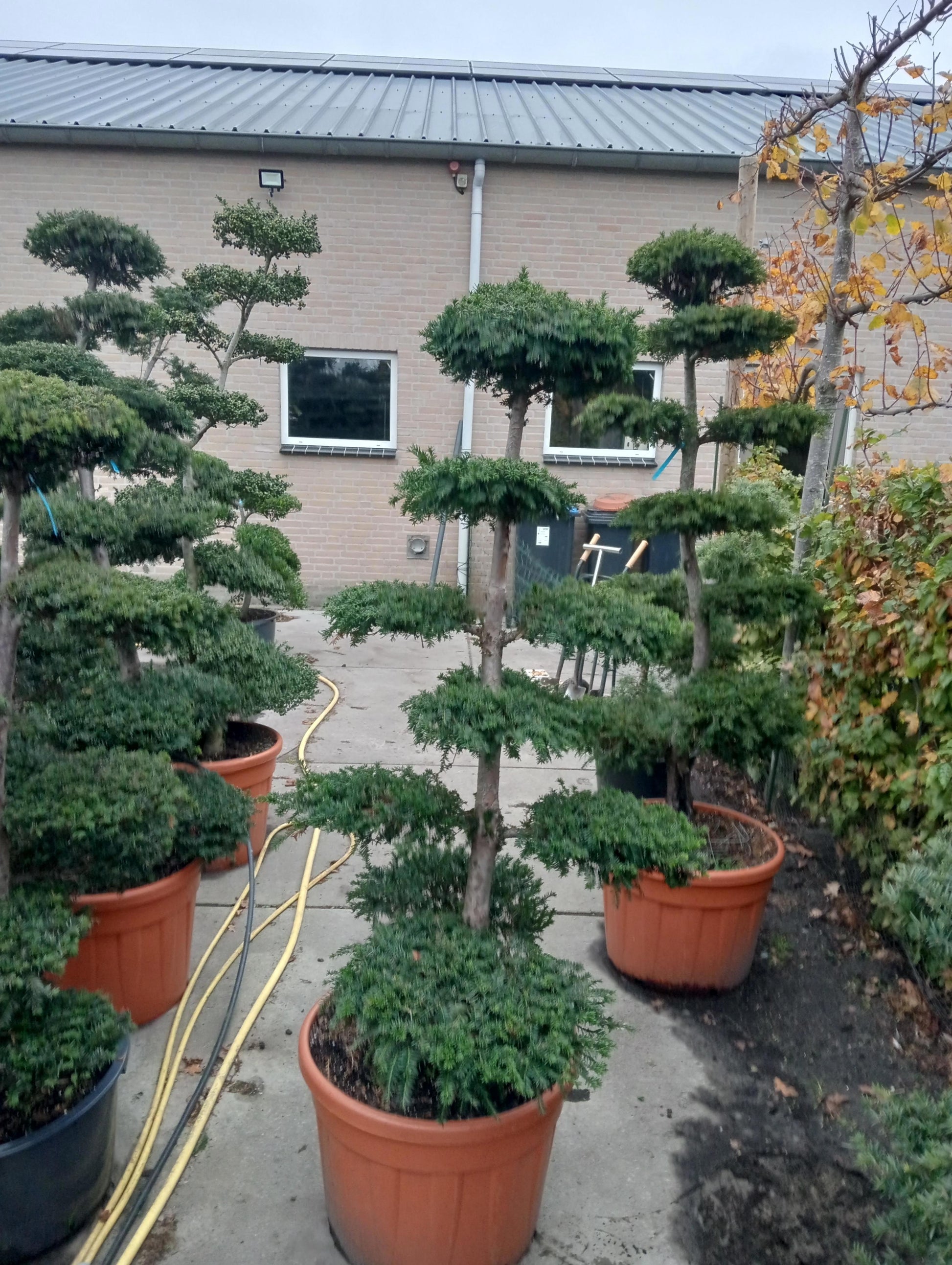 Taxus baccata 170cm 60cm Pot