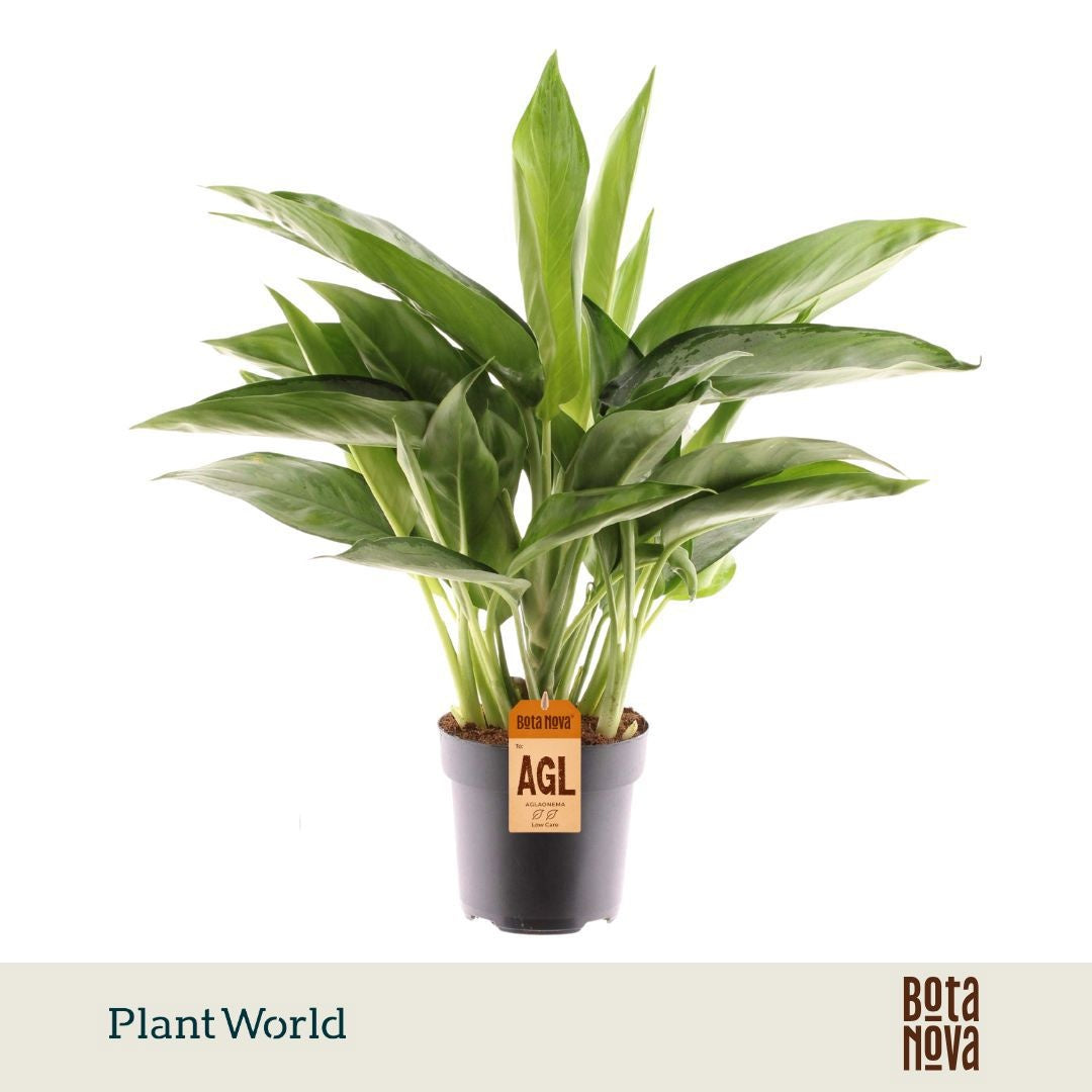 Aglaonema Silverado 45cm 17cm Pot