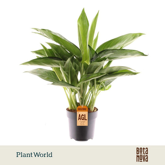 Aglaonema Silverado 45cm 17cm Pot