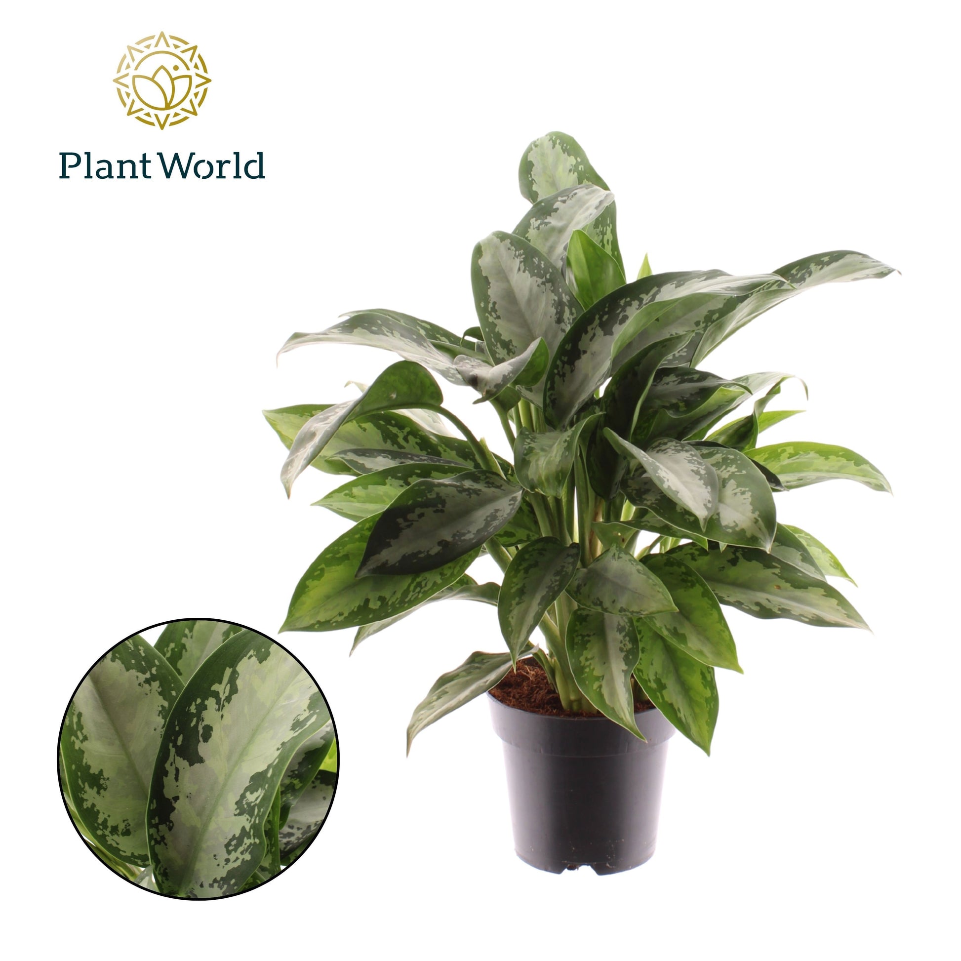 Aglaonema Jubilee 40cm 14cm Pot