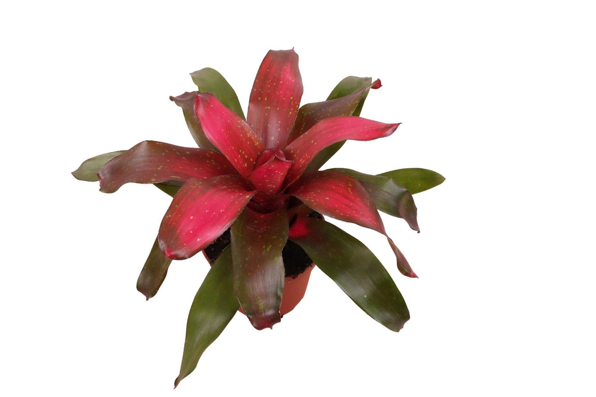 Neoregelia 35cm 12cm Pot