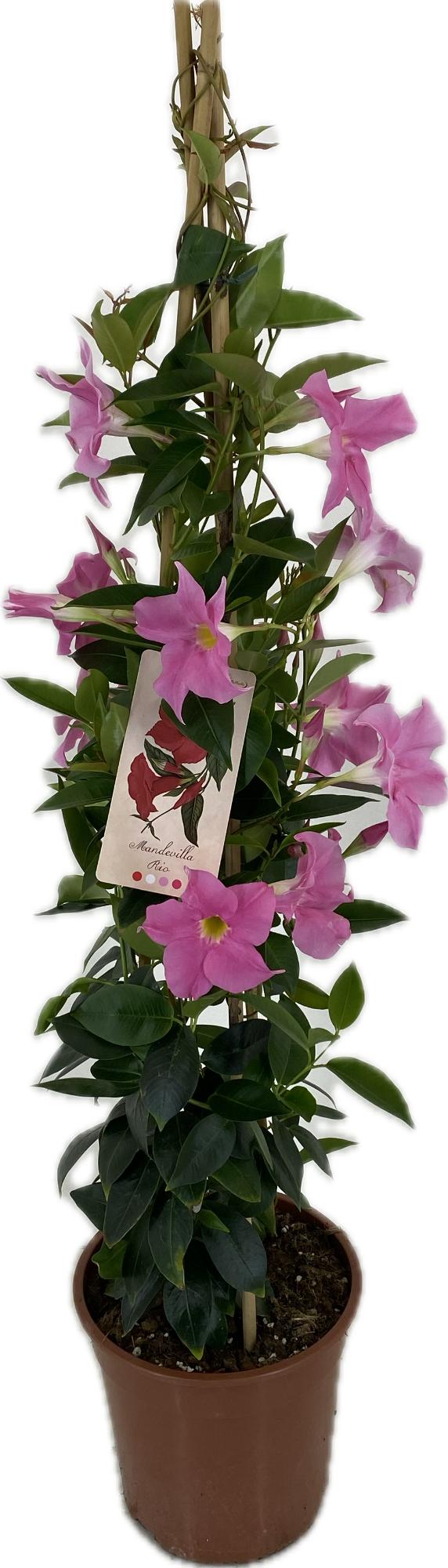 Mandevilla Rio Elegant Pink 100cm 22cm Pot