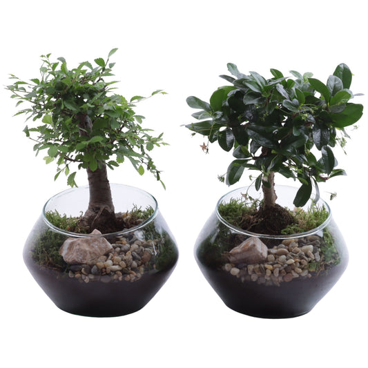 Bonsai mix 30cm 15cm Pot