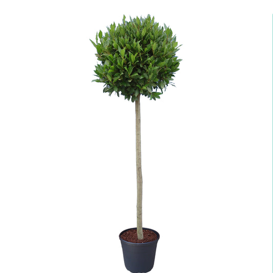 Laurus nobilis 210cm 30cm Pot