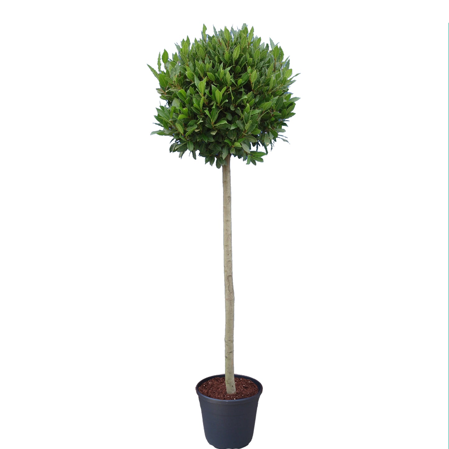 Laurus nobilis 210cm 30cm Pot