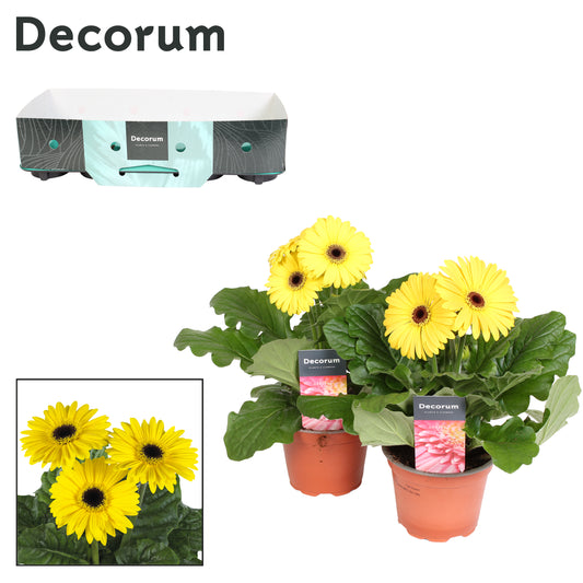 Gerbera Flori Line yellow 25cm 12cm Pot