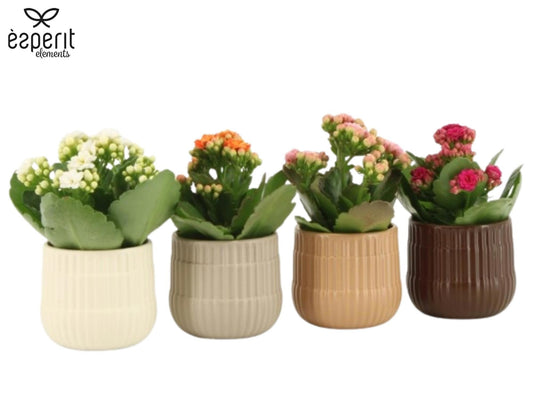 Kalanchoe Rosalina mix 15cm 6cm Pot