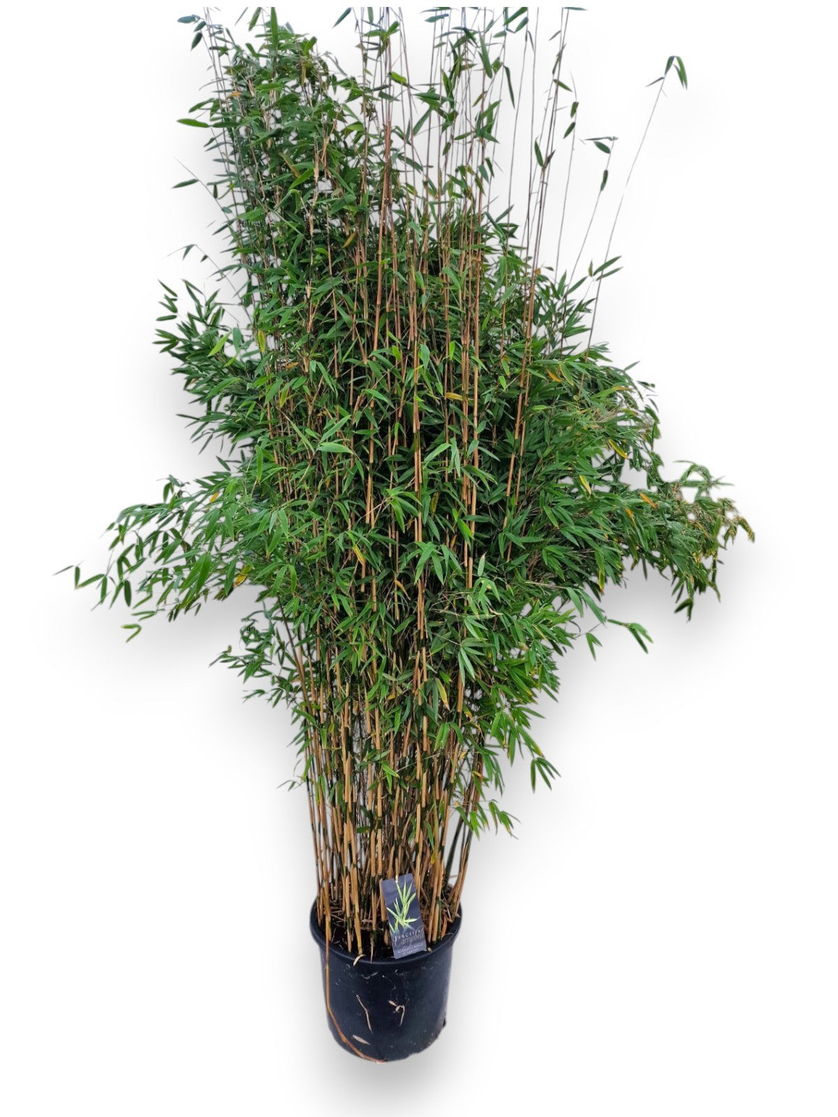 Fargesia Obelisk 220cm 40cm Pot