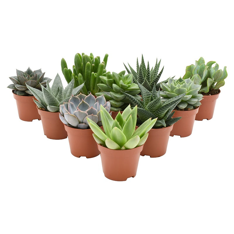 Succulent mix 7cm 6cm Pot