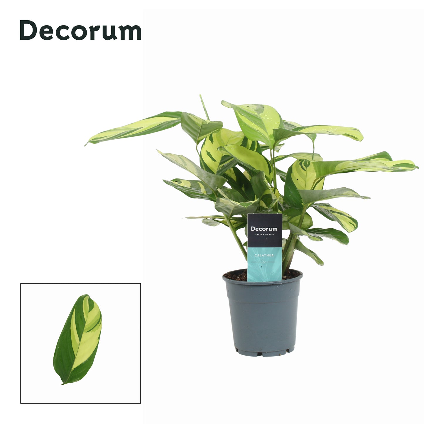 Calathea Pilosa 30cm 12cm Pot
