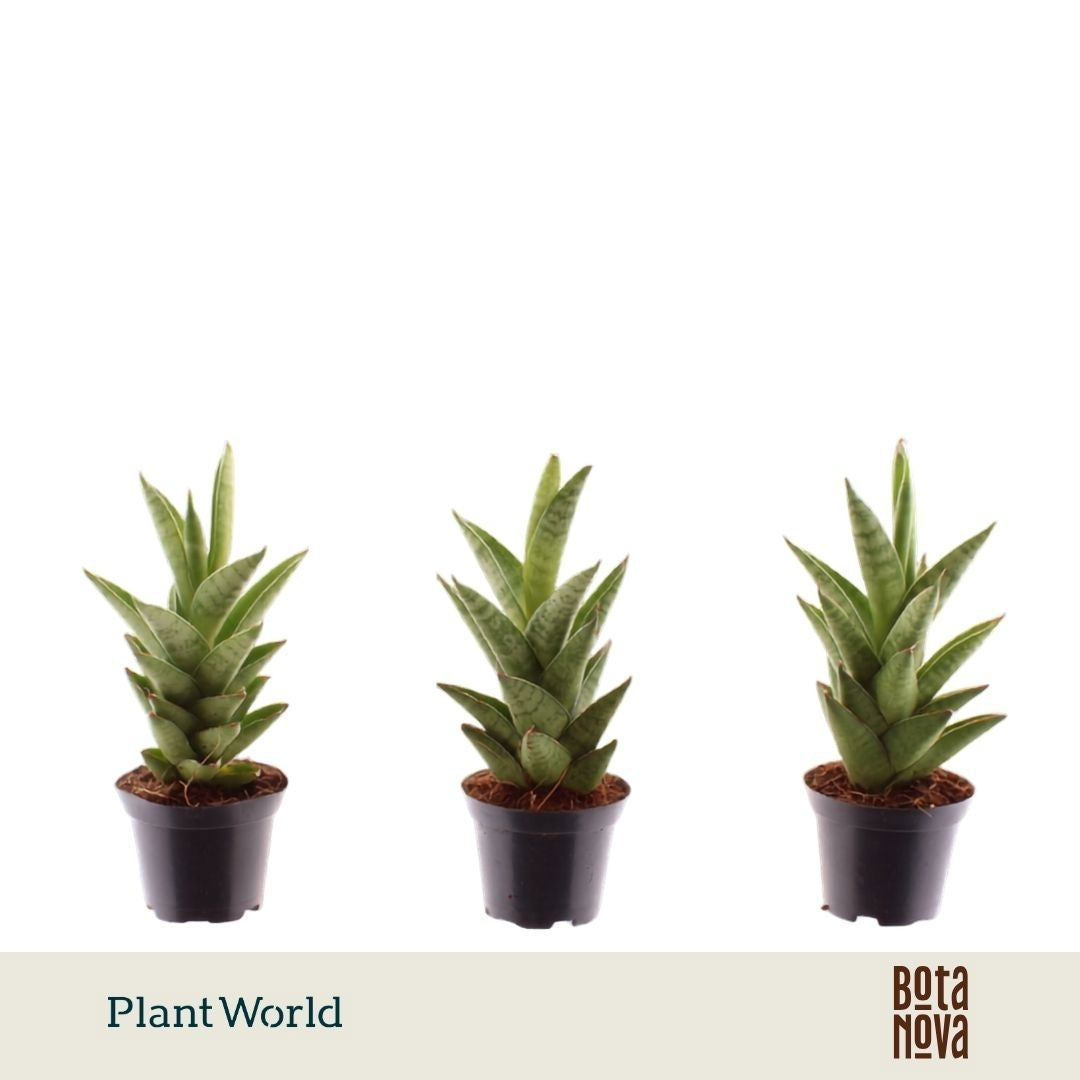 Sansevieria cylindrica 15cm 7cm Pot