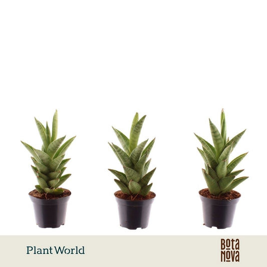 Sansevieria cylindrica 15cm 7cm Pot