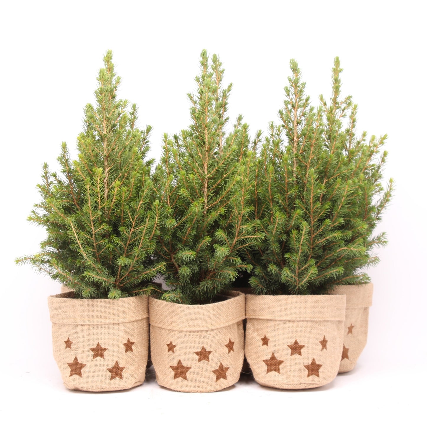 Picea gl. December 50cm 13cm Pot
