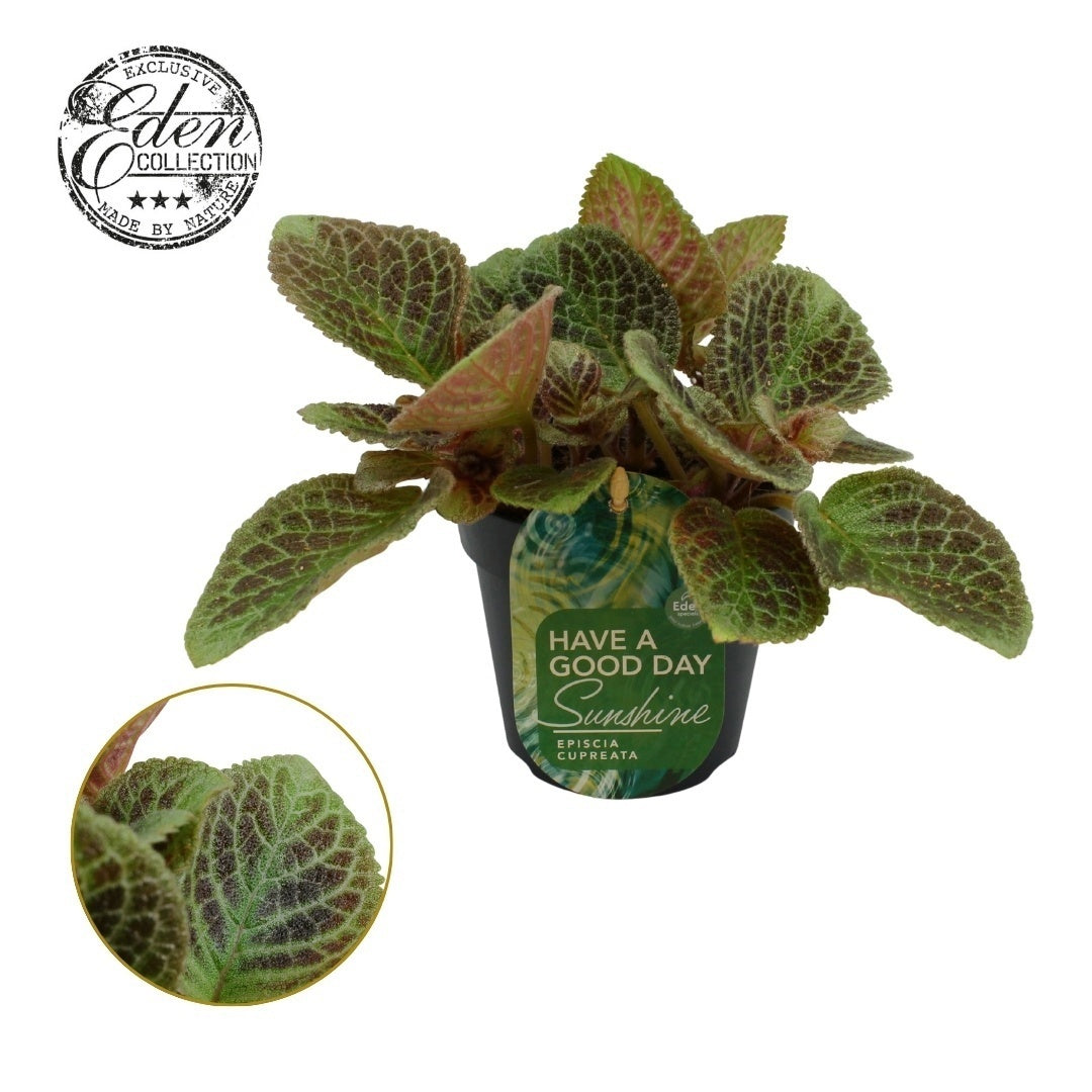 Episcia cup. Shimmer 20cm 12cm Pot