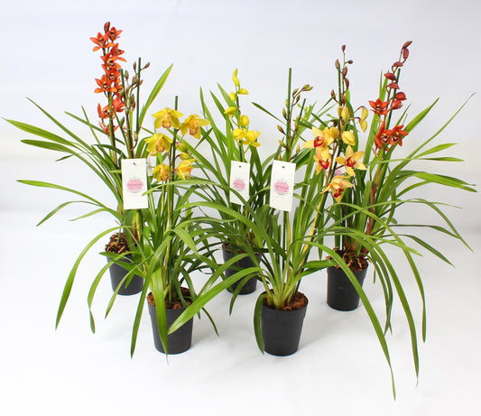 cymbidium-mix-85cm-14cm-pot