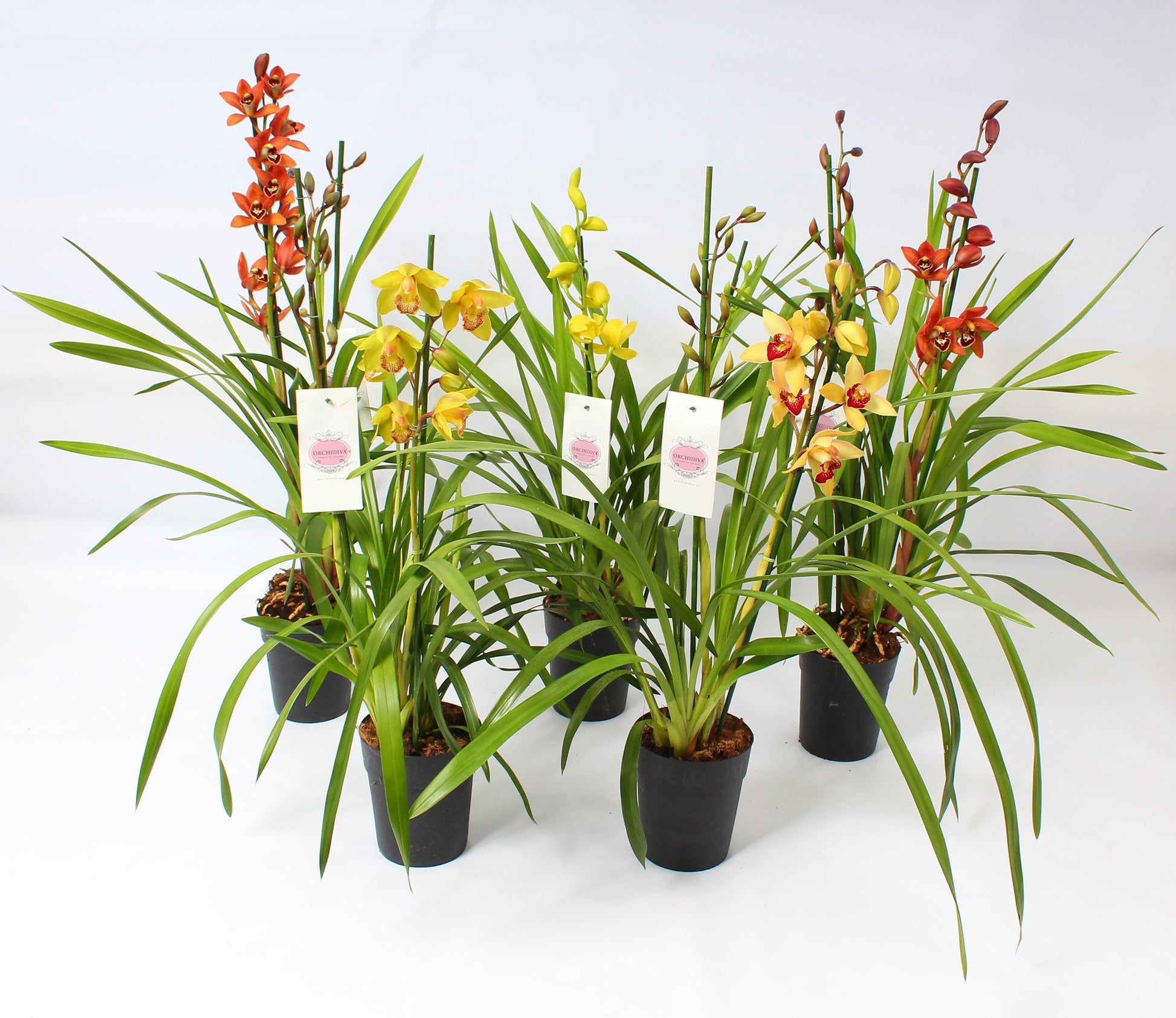 Cymbidium mix 85cm 14cm Pot