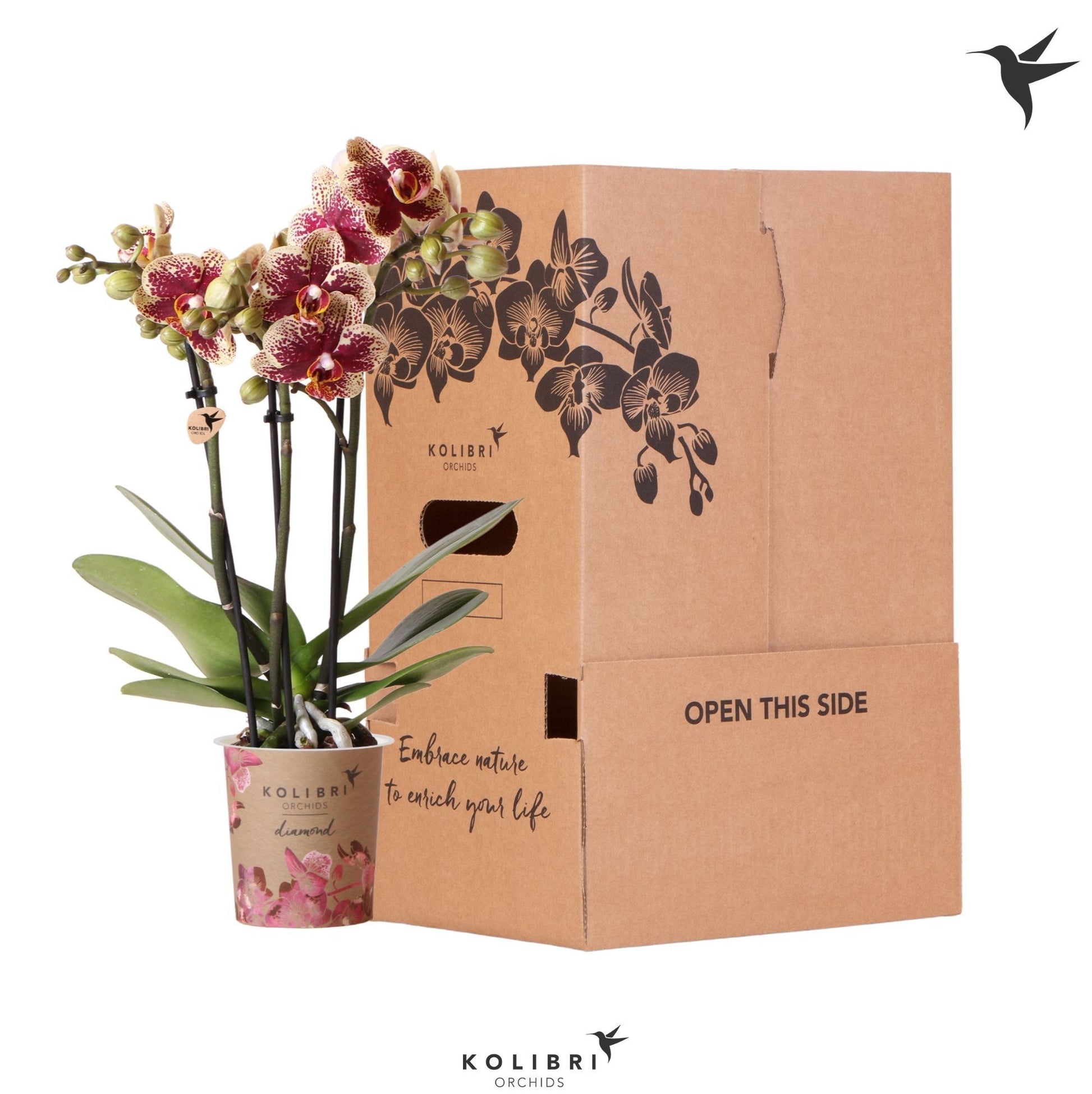 Kolibri Orchids Phalaenopsis Diamond 3 spike no Label 40cm 9cm Pot