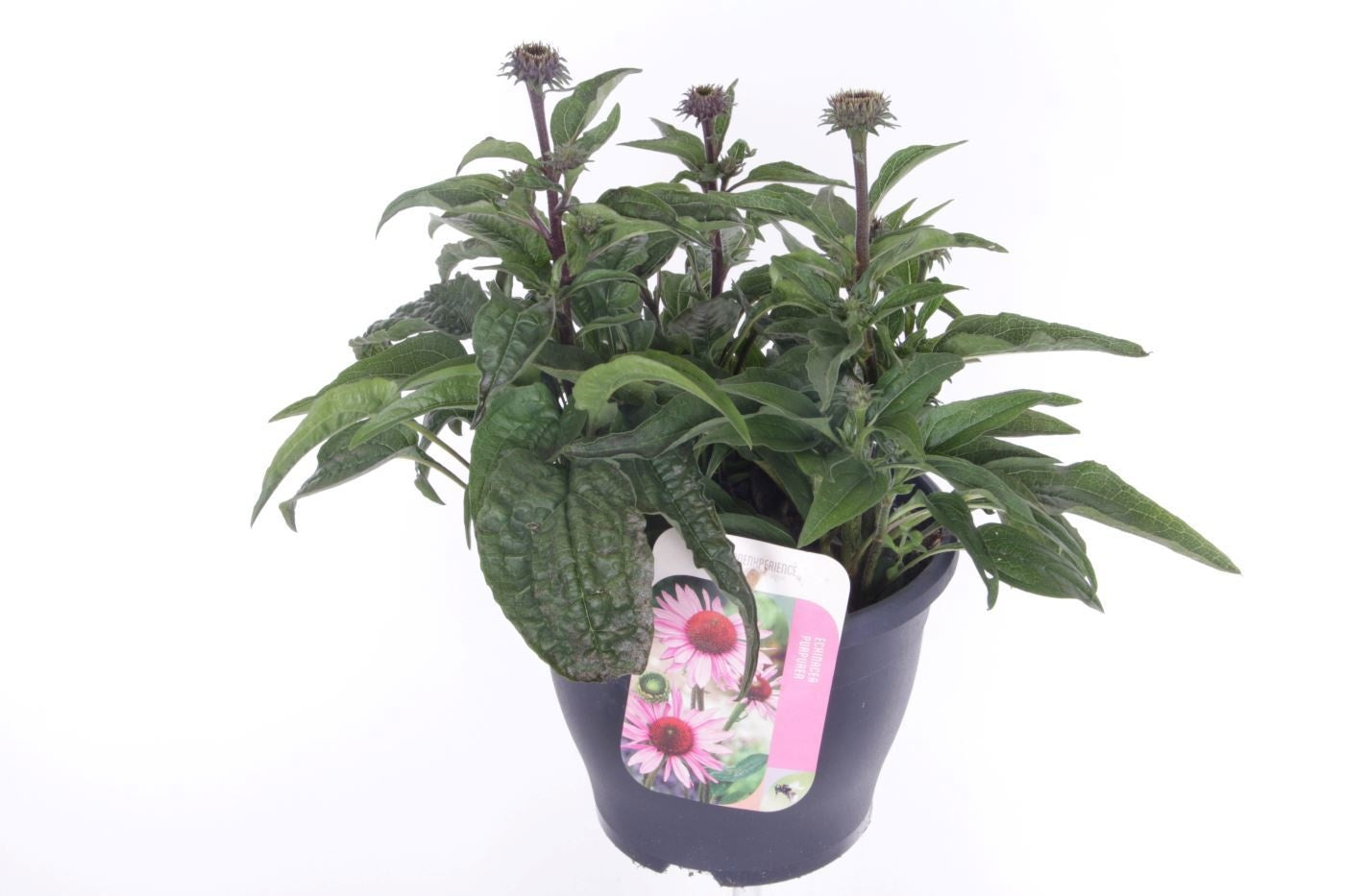Echinacea purpurea 45cm 23cm Pot