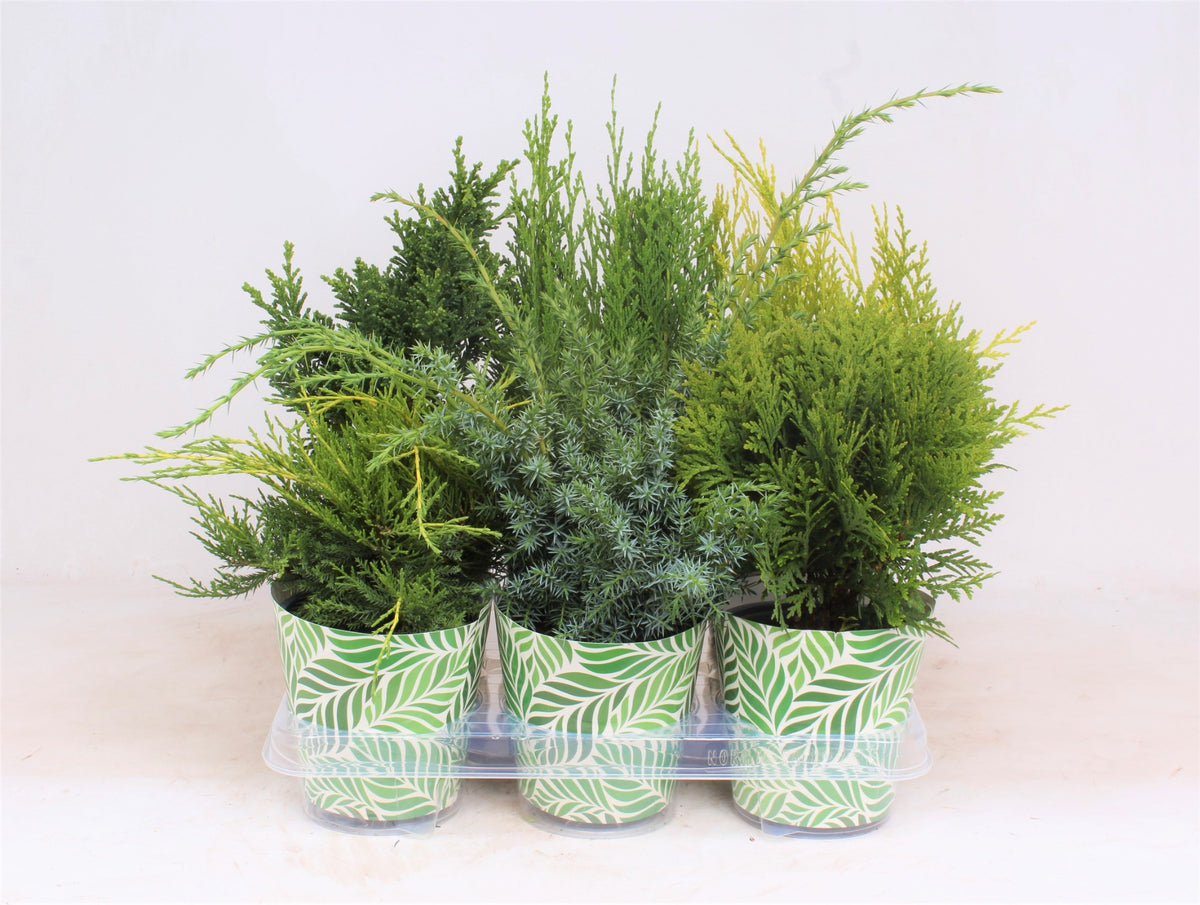 Conifer mix 45cm 13cm Pot