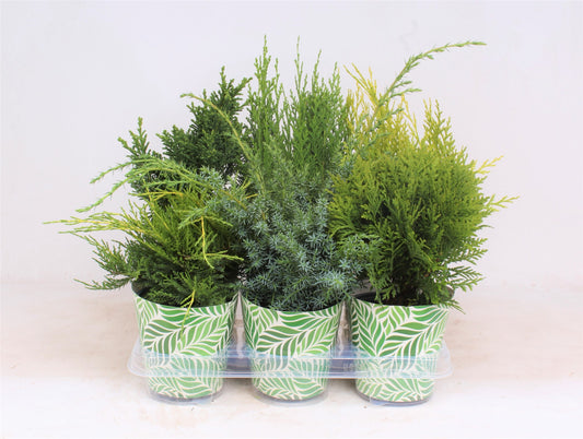 Conifer mix 45cm 13cm Pot