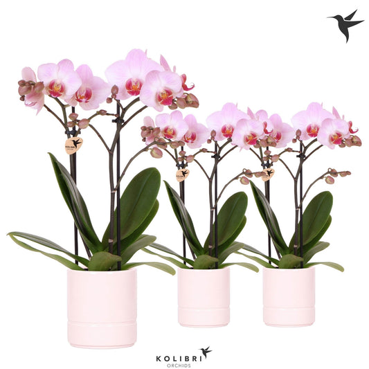 OK Plant Phalaenopsis pink Pack of 8