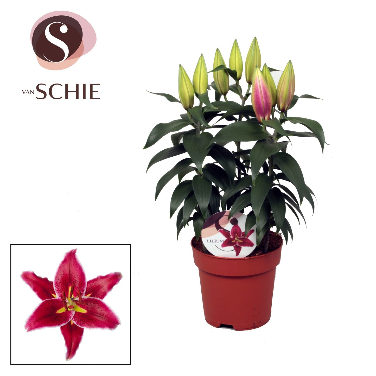 Lilium Magny Cours 50cm 17cm Pot