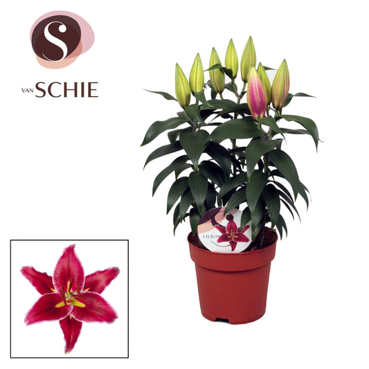 Lilium Magny Cours 50cm 17cm Pot