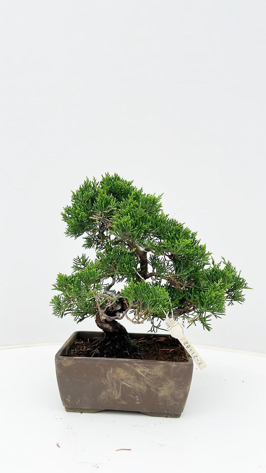 Juniperus chinensis 25cm 14cm Pot