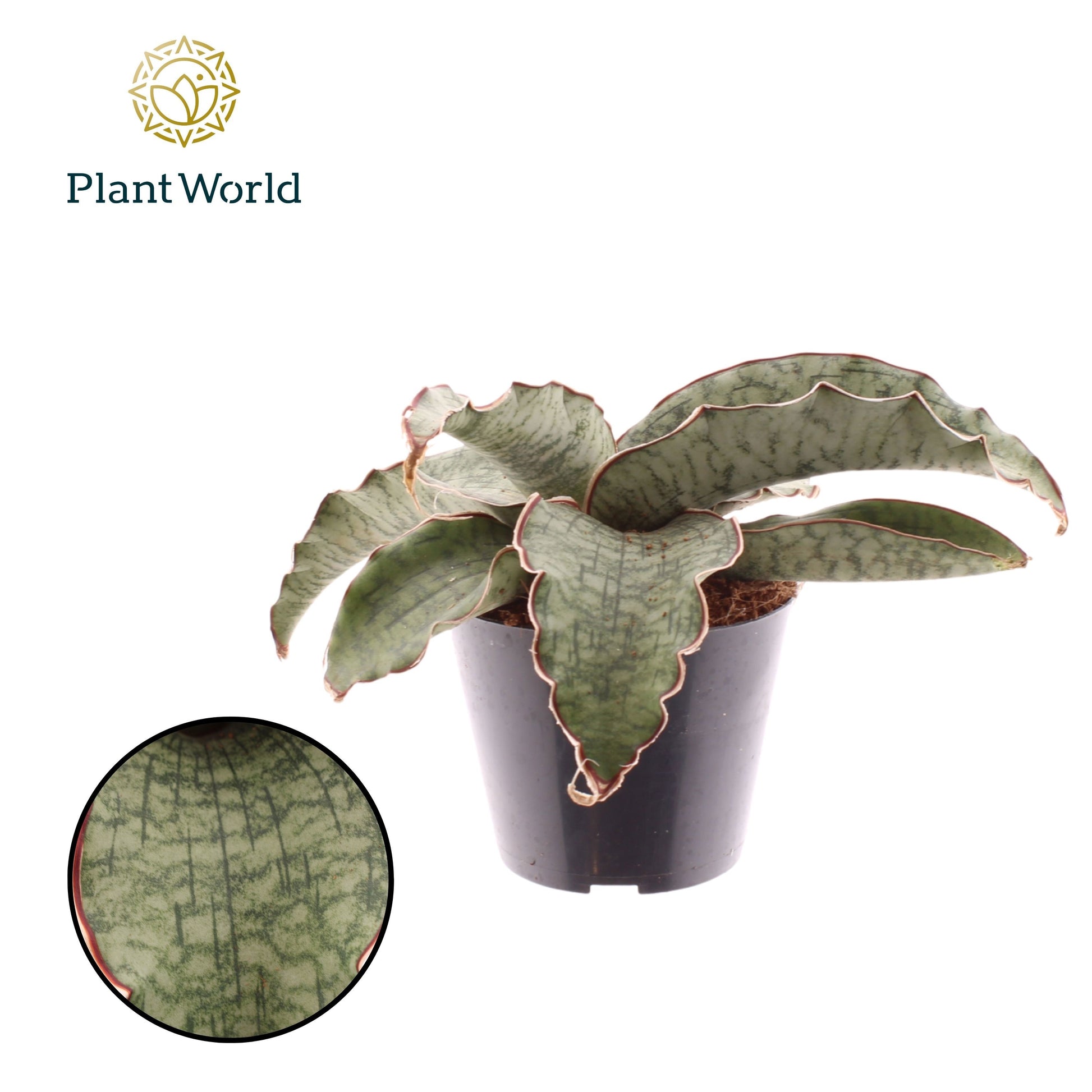 Sansevieria kirkii Silver Blue 15cm 510cm Pot