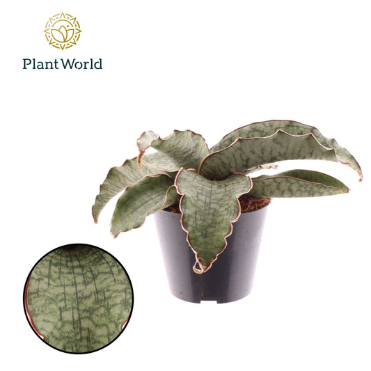Sansevieria kirkii Silver Blue 15cm 510cm Pot