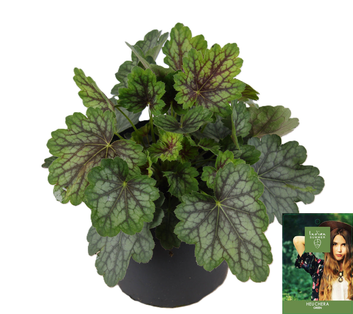 Heuchera Indian Summer green 25cm 15cm Pot