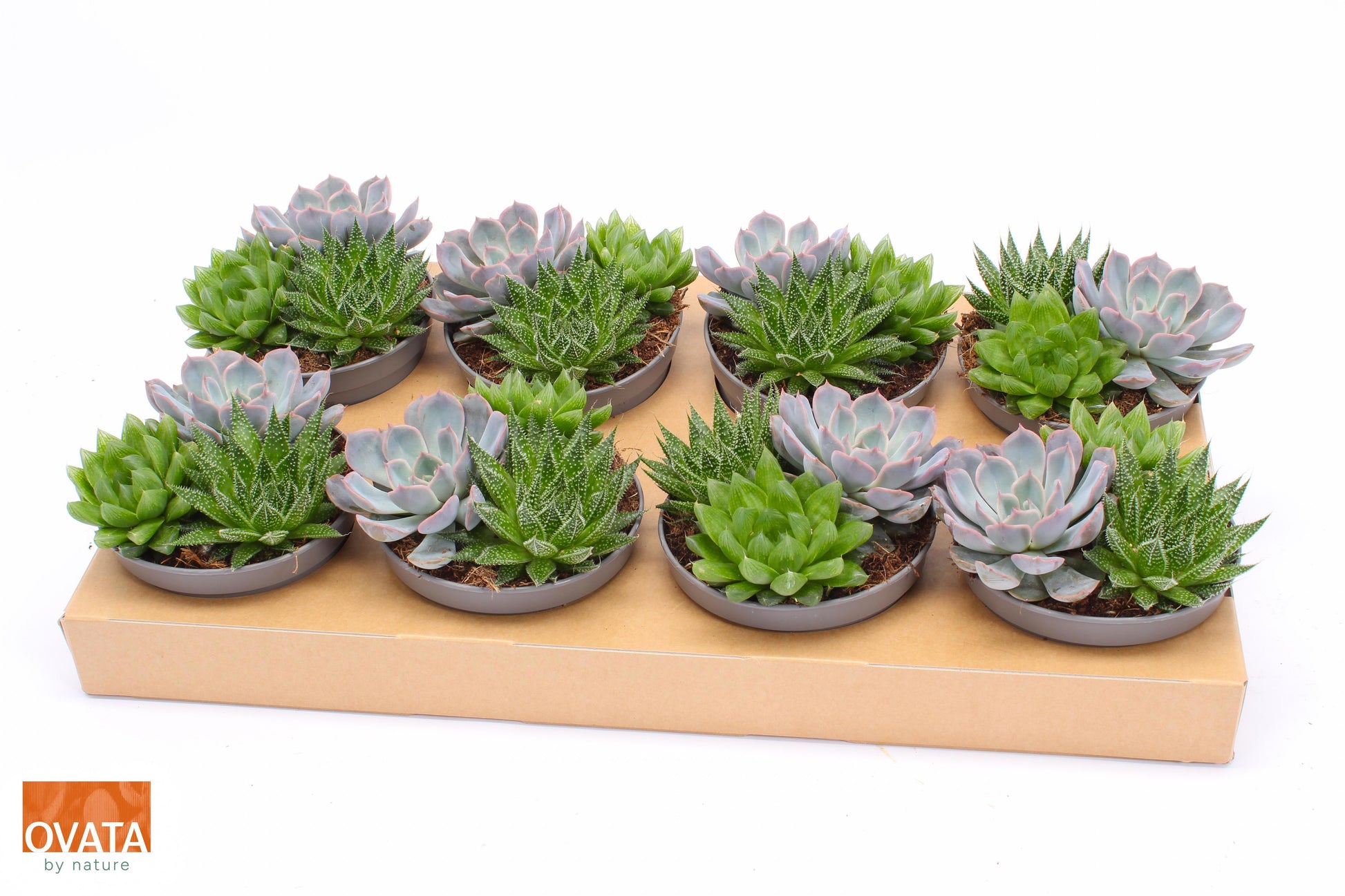 Succulent mix 11cm 13cm Pot