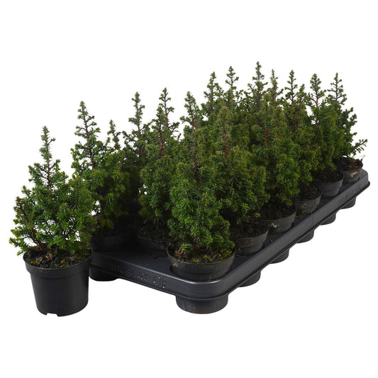 Chamaecyparis thy. Top Point 22cm 9cm Pot