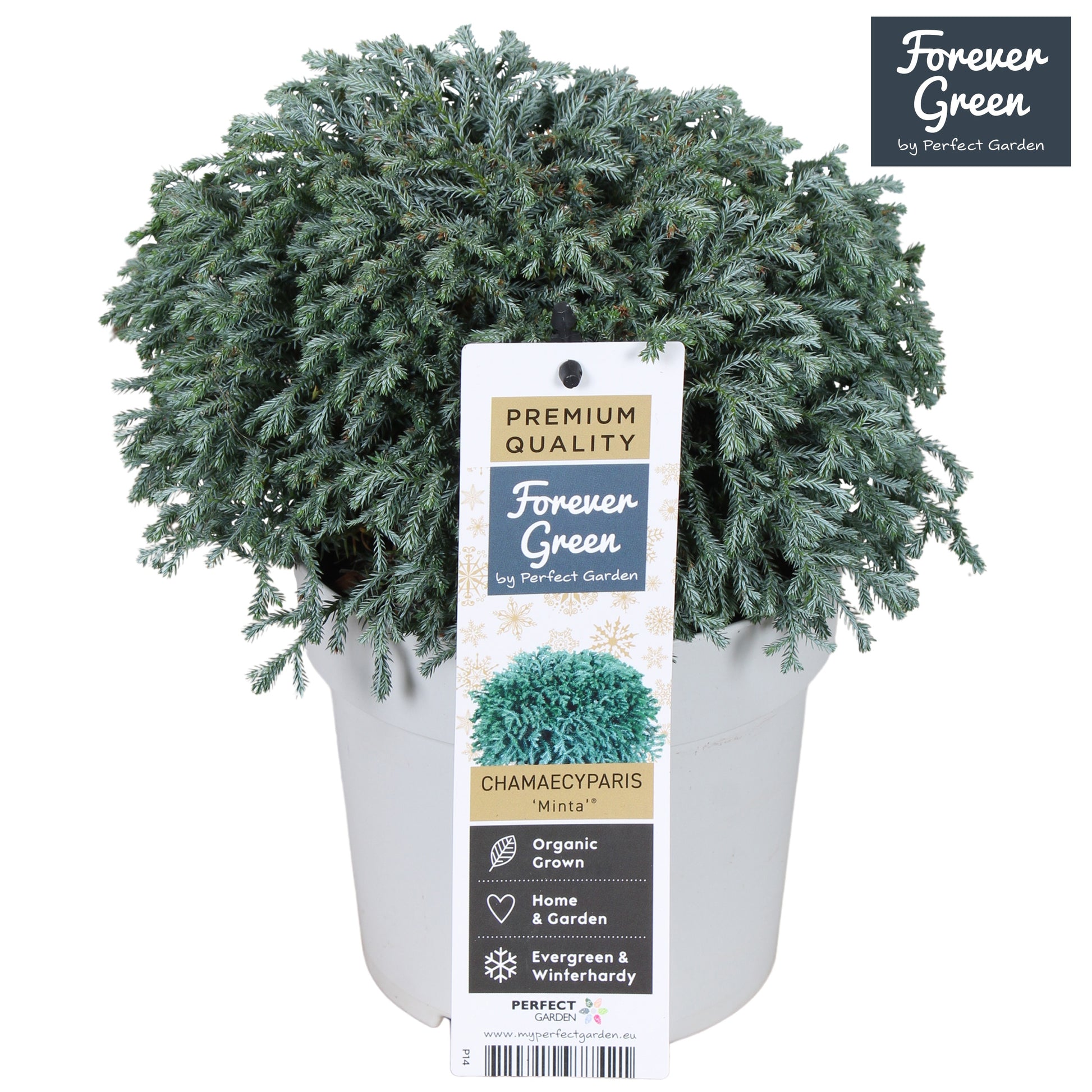 Hoogeveen Plants BV Chamaecyparis pis. Minta Pack of 6
