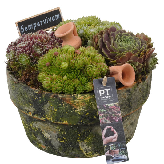 arr. Sempervivum 18cm 20cm Pot