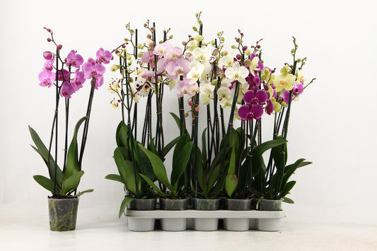 Phalaenopsis mix 60cm 12cm Pot