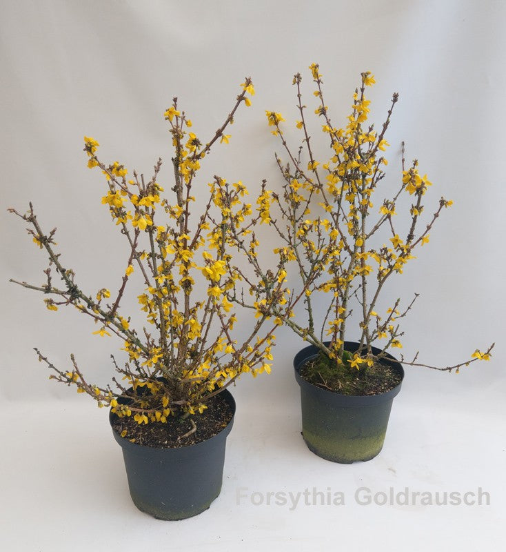 Forsythia intermedia 90cm 29cm Pot