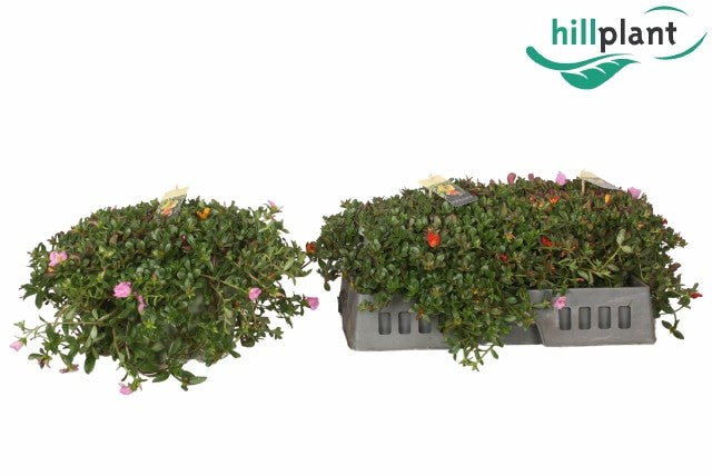 Hillplant BV Portulaca carnaval Pack of 1