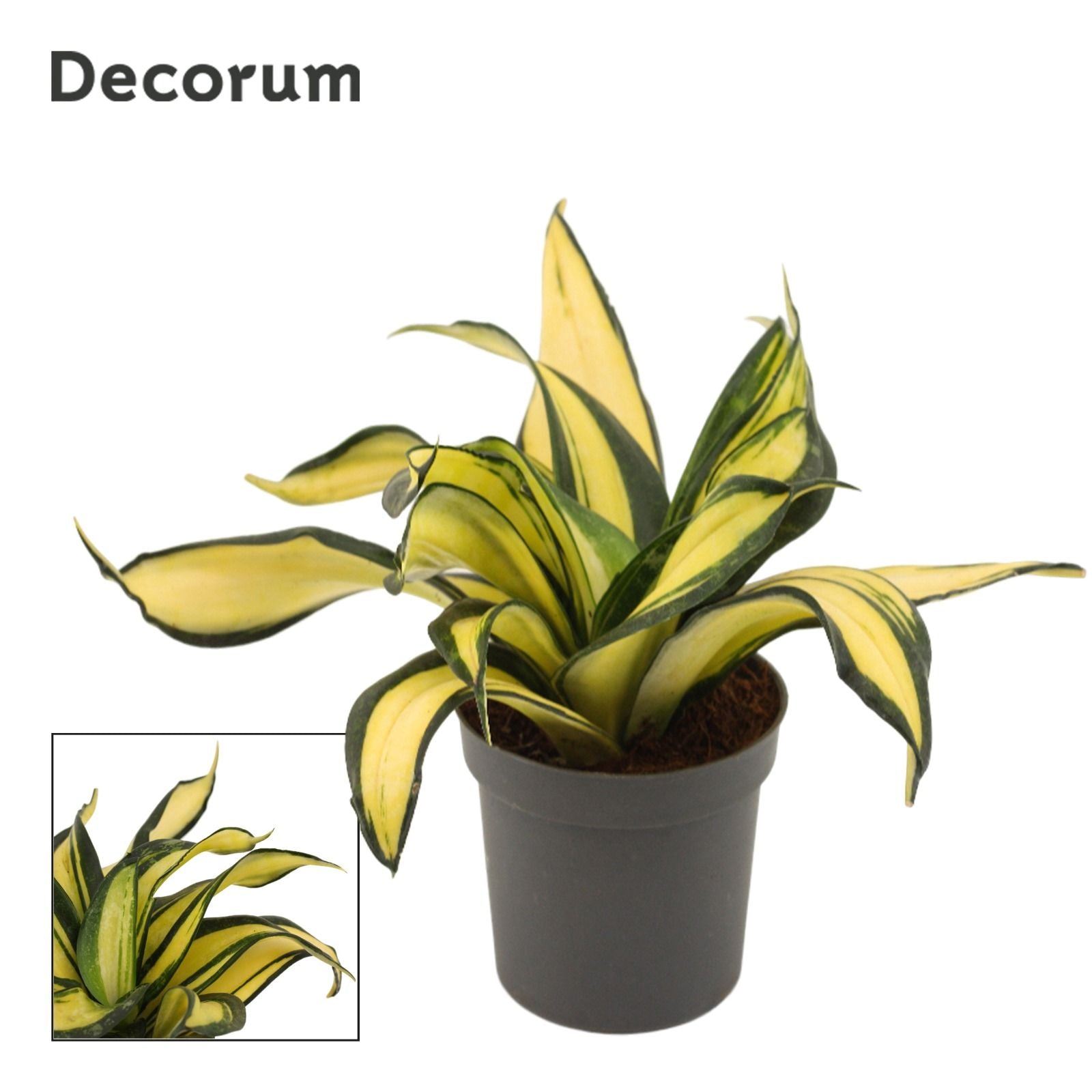 Sansevieria Hahnii 17cm 9cm Pot