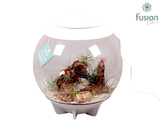arr. Tillandsia 55cm 45cm Pot