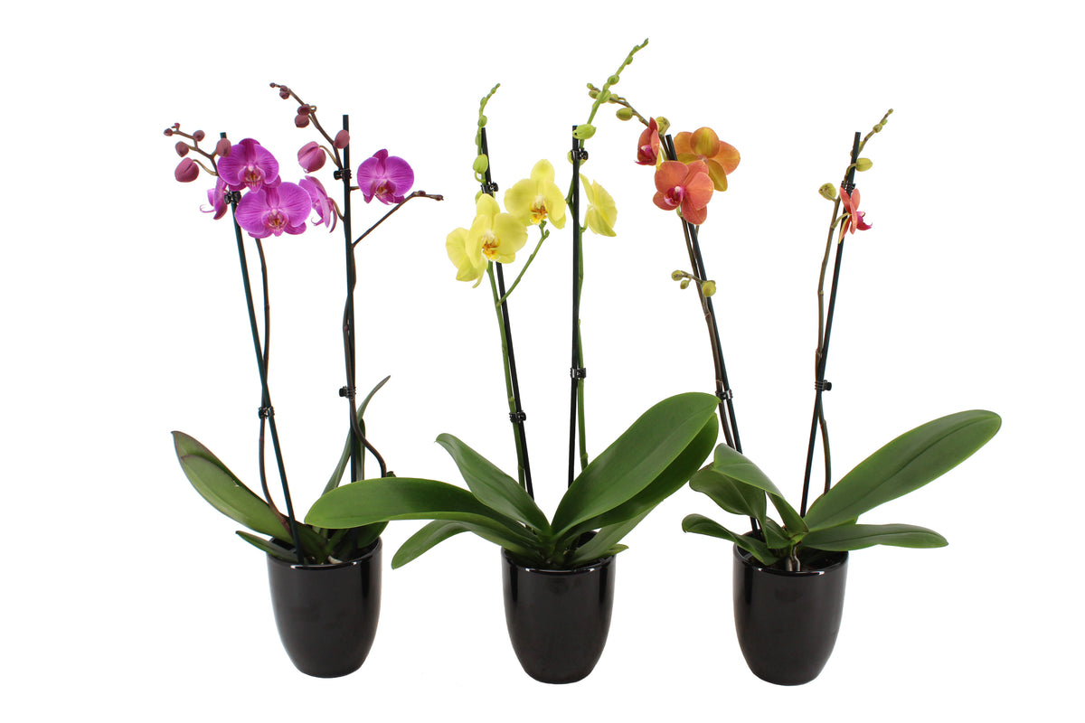 Phalaenopsis mix 60cm 12cm Pot
