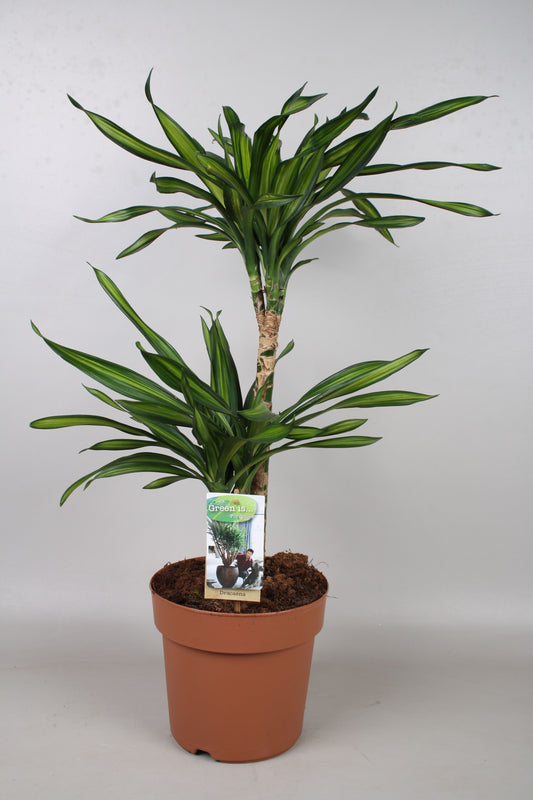 Dracaena frag. Riki 70cm 21cm Pot